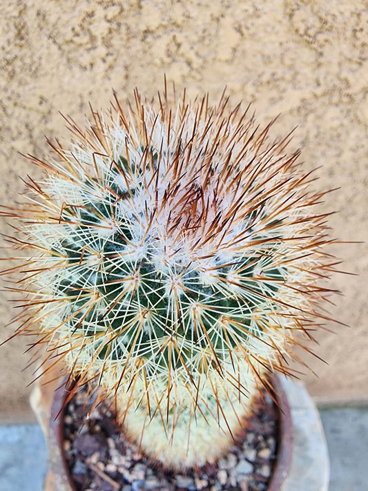 Mammillaria spinosissima - Red Headed Irishman