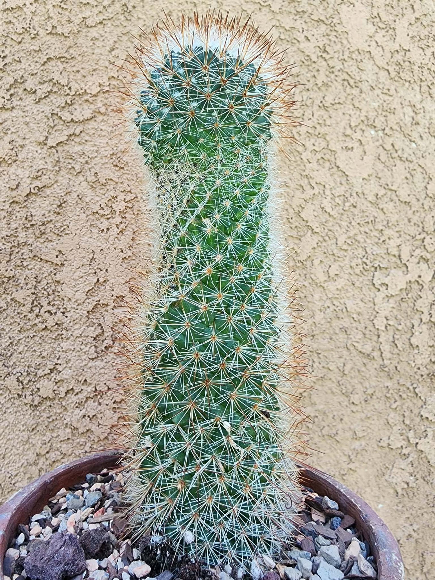 Mammillaria spinosissima - Red Headed Irishman