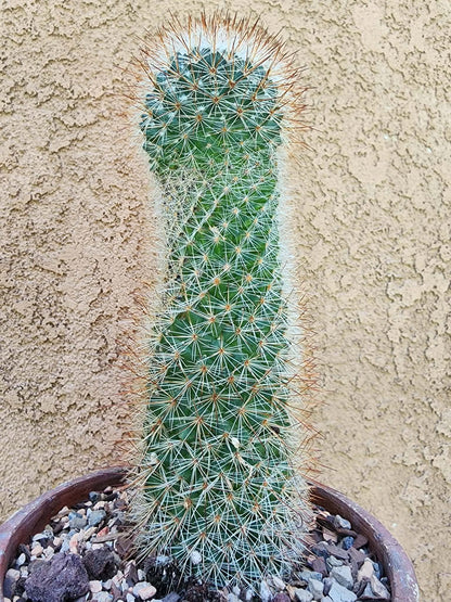 Mammillaria spinosissima - Red Headed Irishman