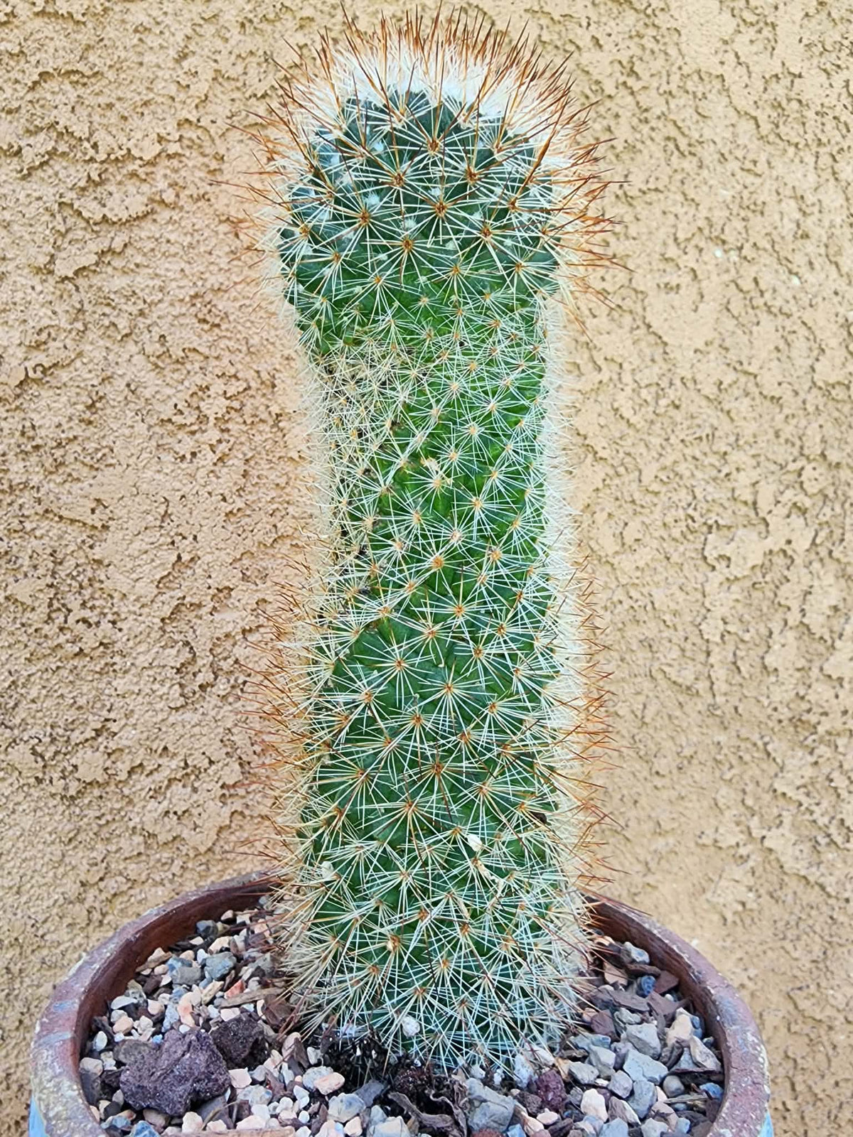 Mammillaria spinosissima - Red Headed Irishman