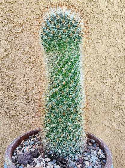 Mammillaria spinosissima - Red Headed Irishman