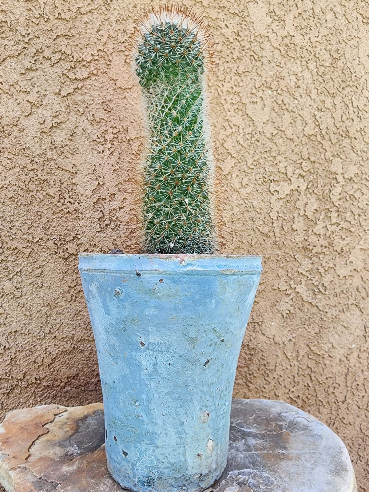 Mammillaria spinosissima - Red Headed Irishman