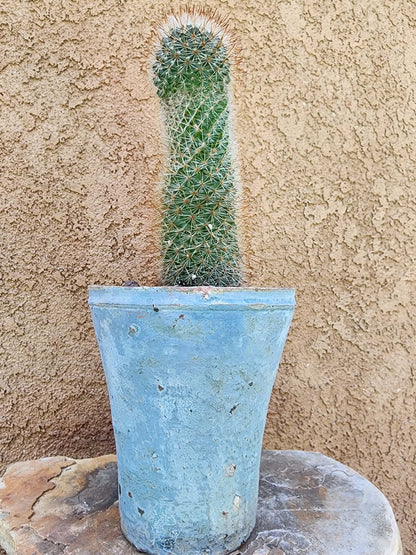 Mammillaria spinosissima - Red Headed Irishman
