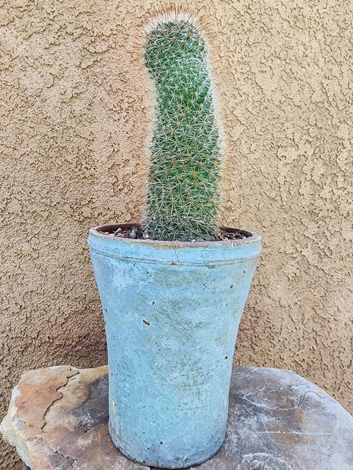 Mammillaria spinosissima - Red Headed Irishman
