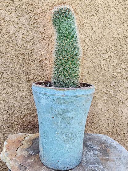 Mammillaria spinosissima - Red Headed Irishman