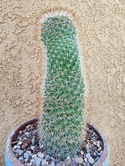 Mammillaria spinosissima - Red Headed Irishman