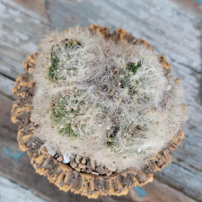 Mammillaria bocasana cv. multilanata f. cristata