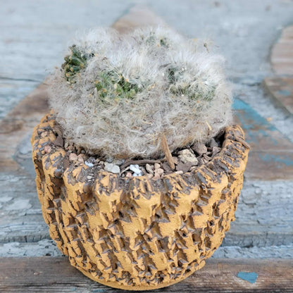 Mammillaria bocasana cv. multilanata f. cristata
