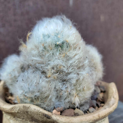 Mammillaria bocasana cv. multilanata f. cristata