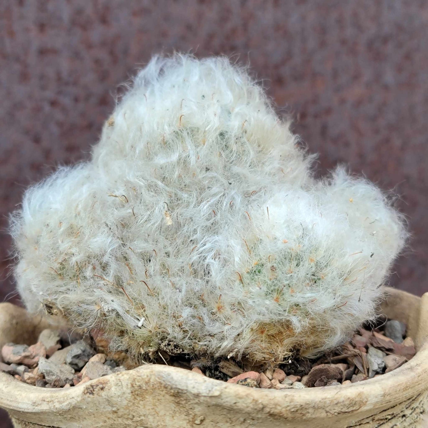 Mammillaria bocasana cv. multilanata f. cristata