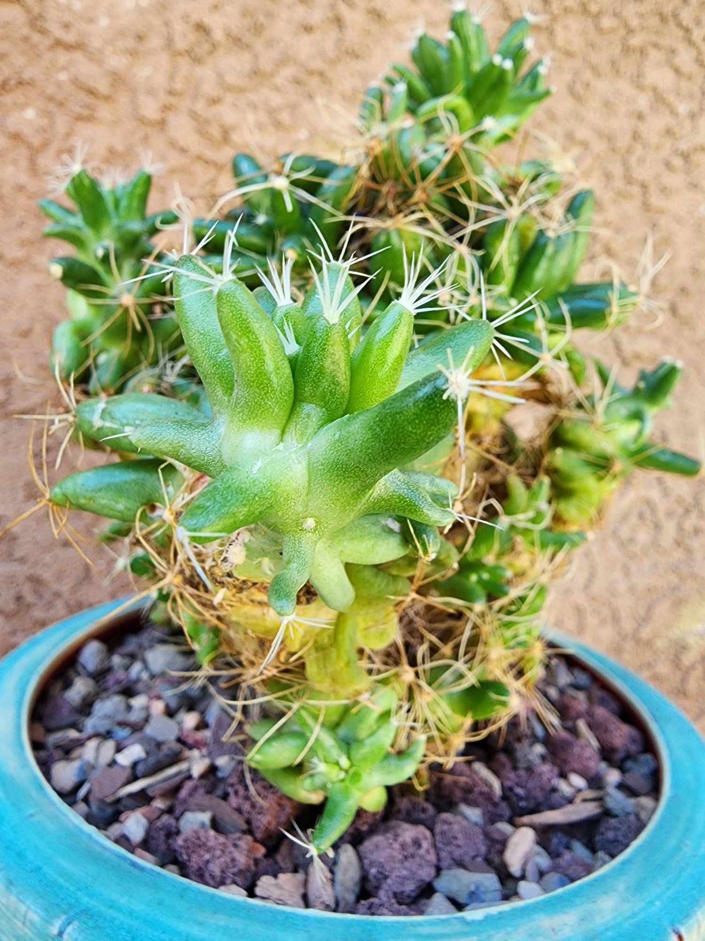 Mammillaria longimamma / Dolichothele longimamma — Large Mature Specimen