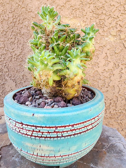 Mammillaria longimamma / Dolichothele longimamma — Large Mature Specimen