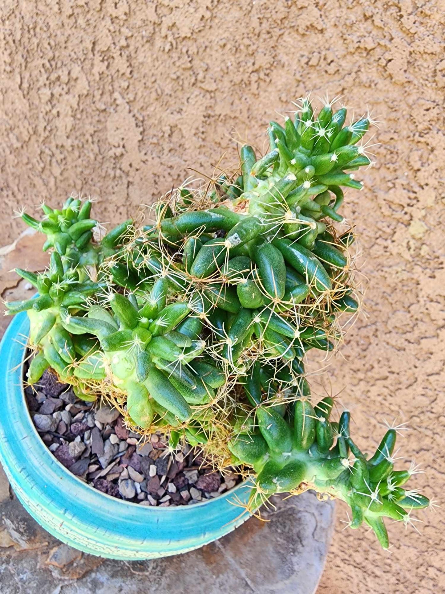 Mammillaria longimamma / Dolichothele longimamma — Large Mature Specimen