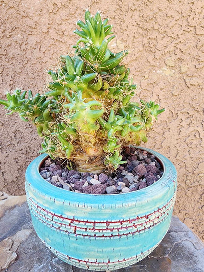 Mammillaria longimamma / Dolichothele longimamma — Large Mature Specimen