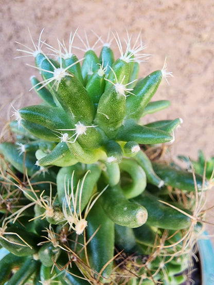 Mammillaria longimamma / Dolichothele longimamma — Large Mature Specimen