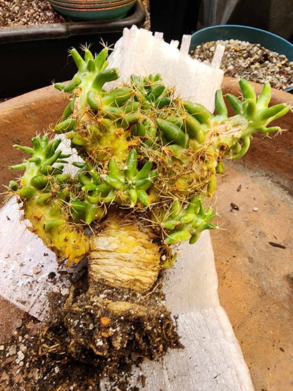 Mammillaria longimamma / Dolichothele longimamma — Large Mature Specimen