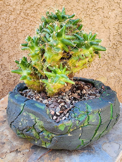Mammillaria longimamma / Dolichothele longimamma — Large Mature Specimen