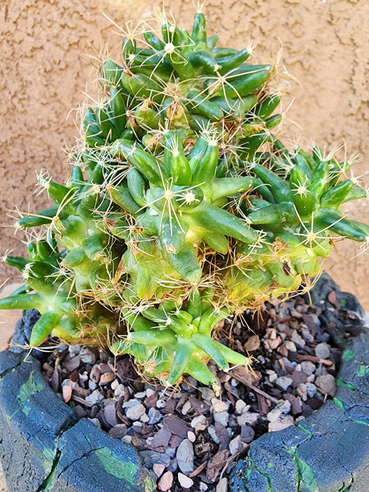 Mammillaria longimamma / Dolichothele longimamma — Large Mature Specimen