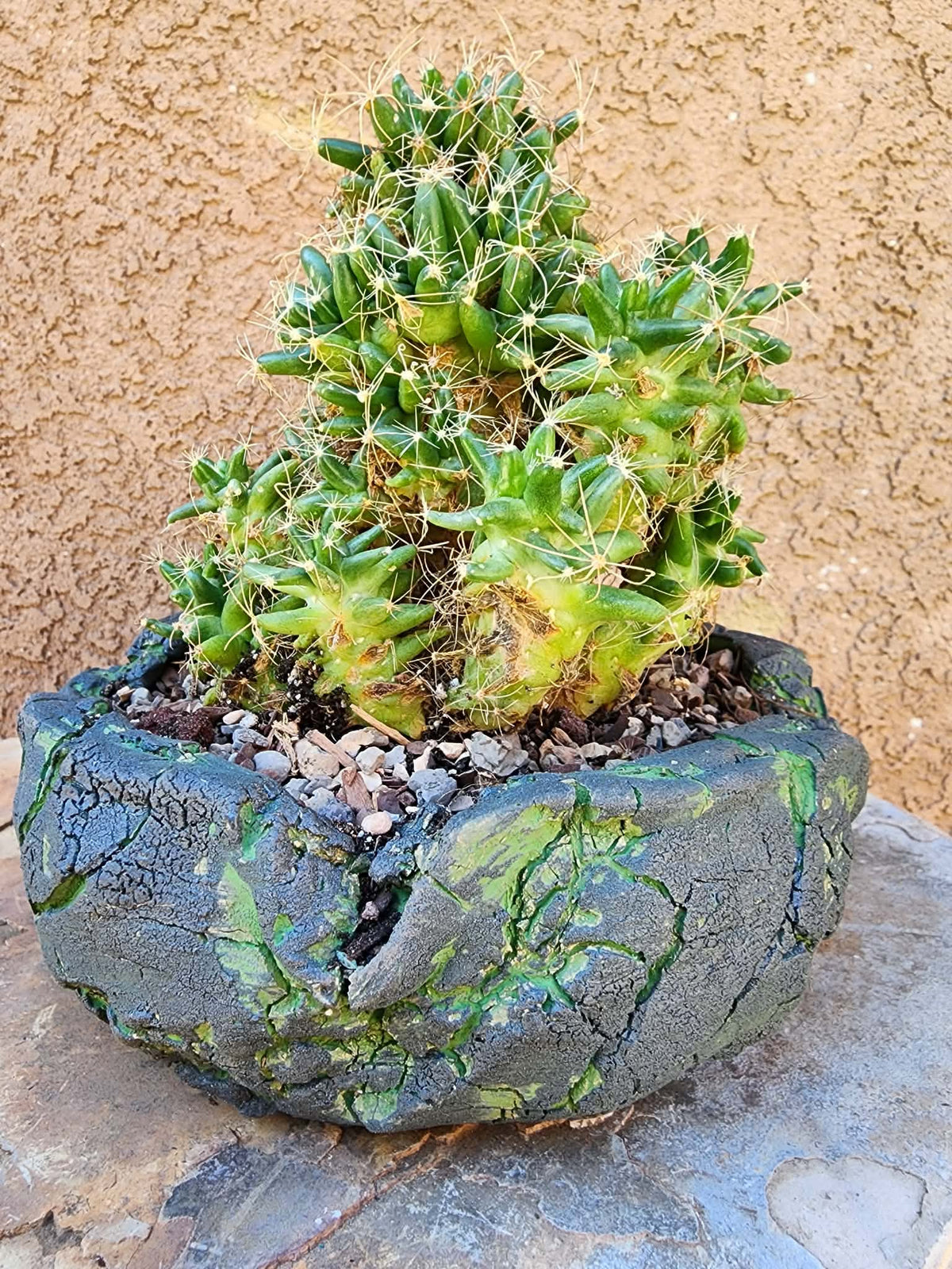 Mammillaria longimamma / Dolichothele longimamma — Large Mature Specimen