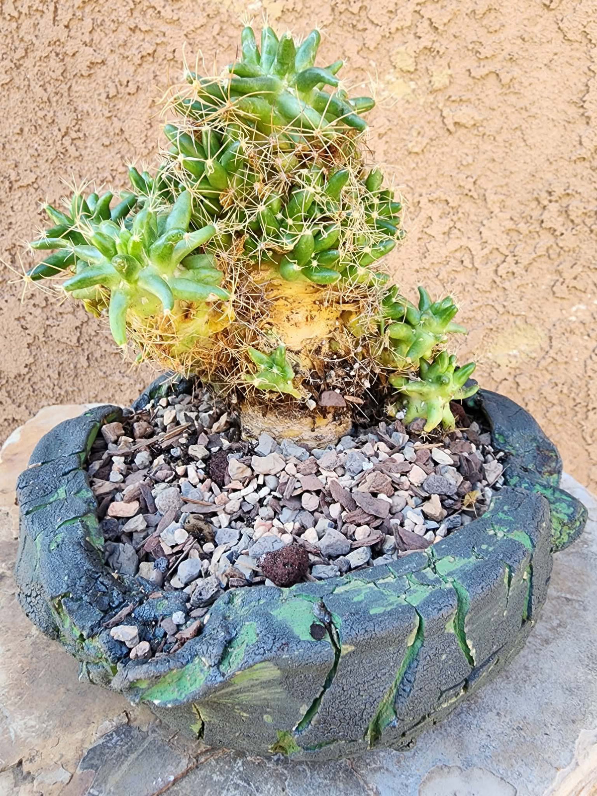 Mammillaria longimamma / Dolichothele longimamma — Large Mature Specimen