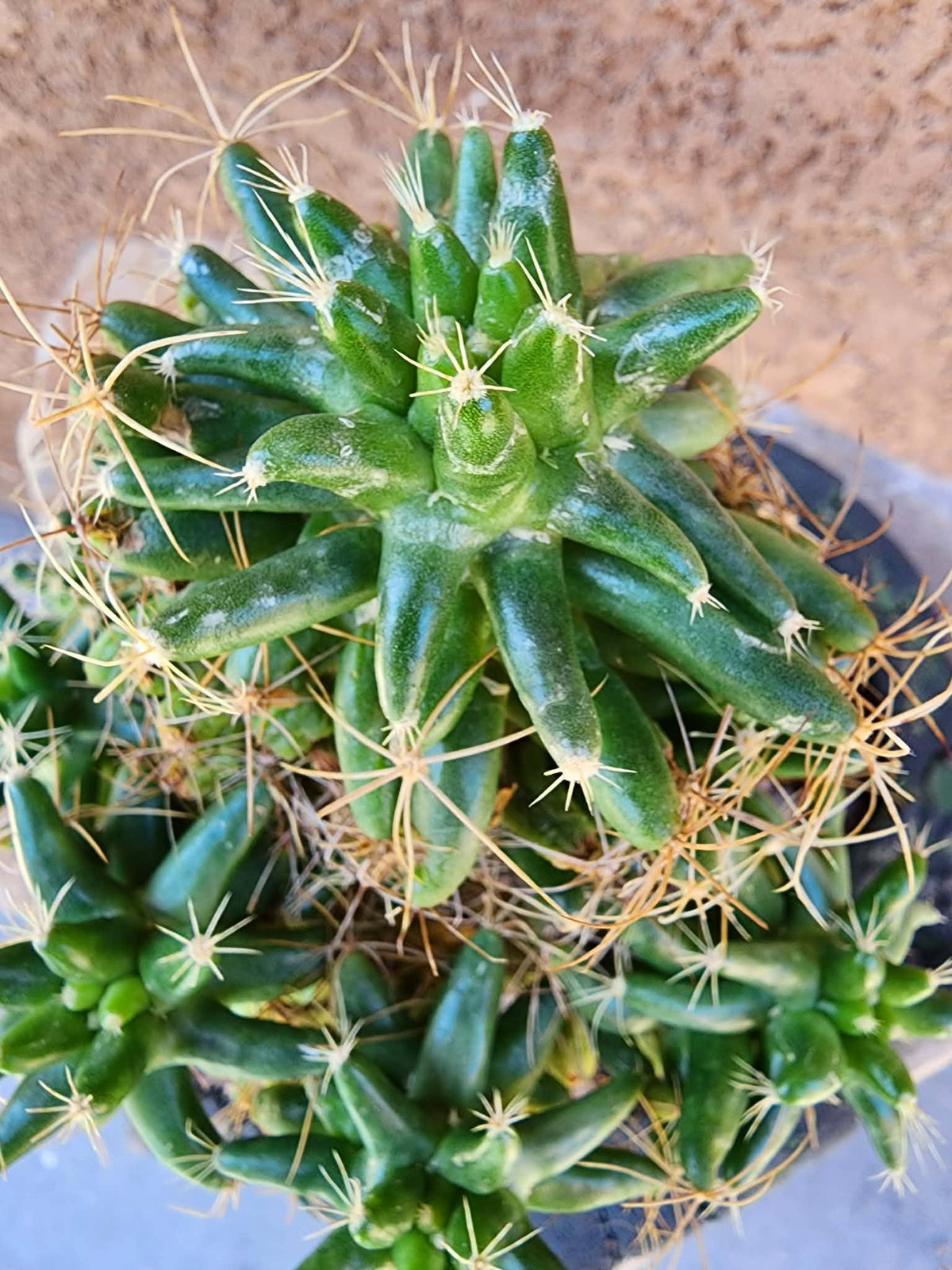 Mammillaria longimamma / Dolichothele longimamma — Large Mature Specimen