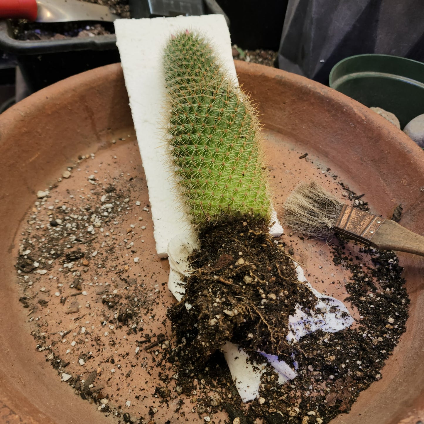 Mammillaria spinosissima - Cylindrical Pincushion Cactus