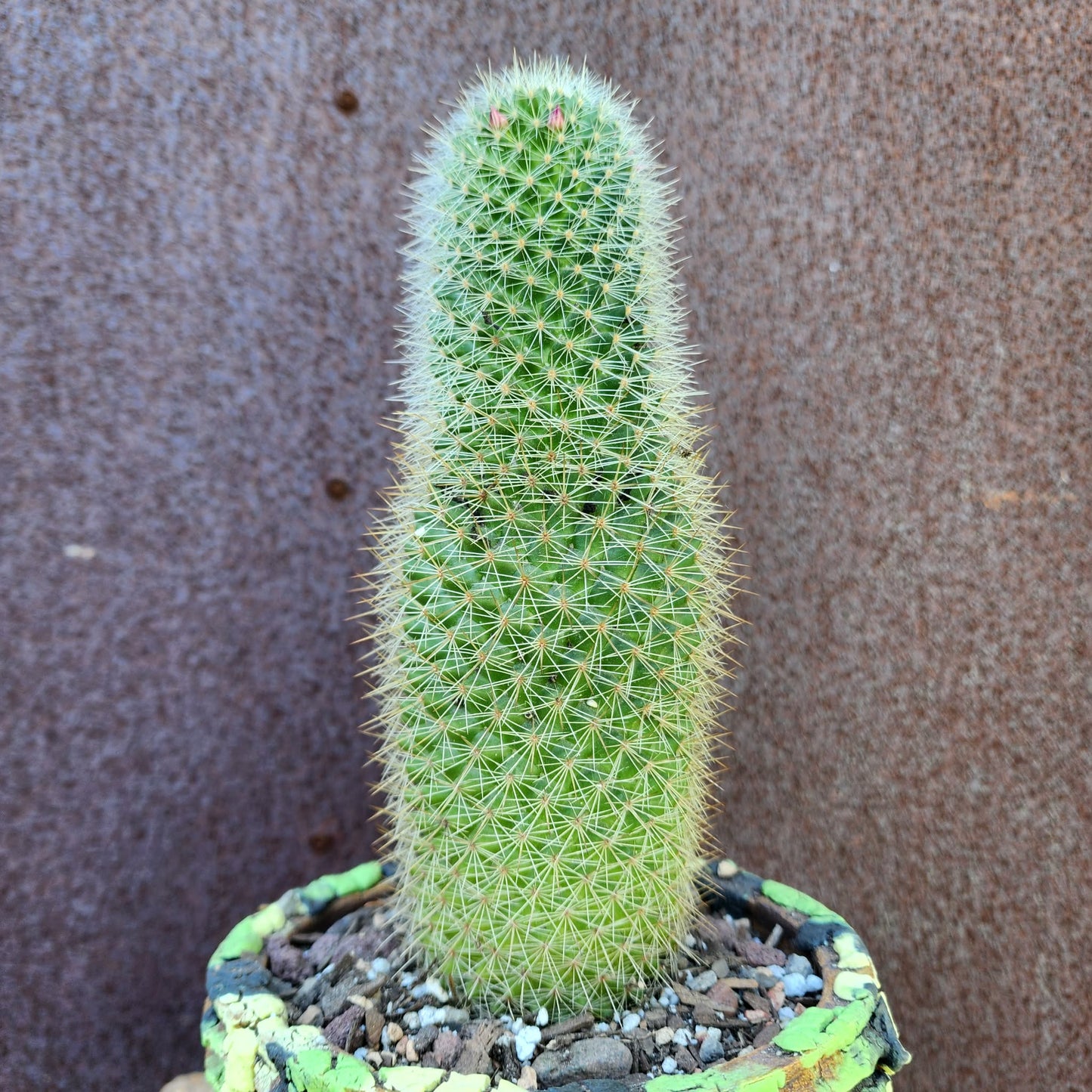 Mammillaria spinosissima - Cylindrical Pincushion Cactus collector cactus specimen