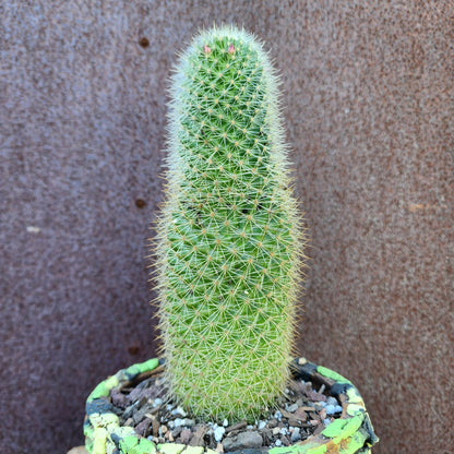 Mammillaria spinosissima - Cylindrical Pincushion Cactus collector cactus specimen