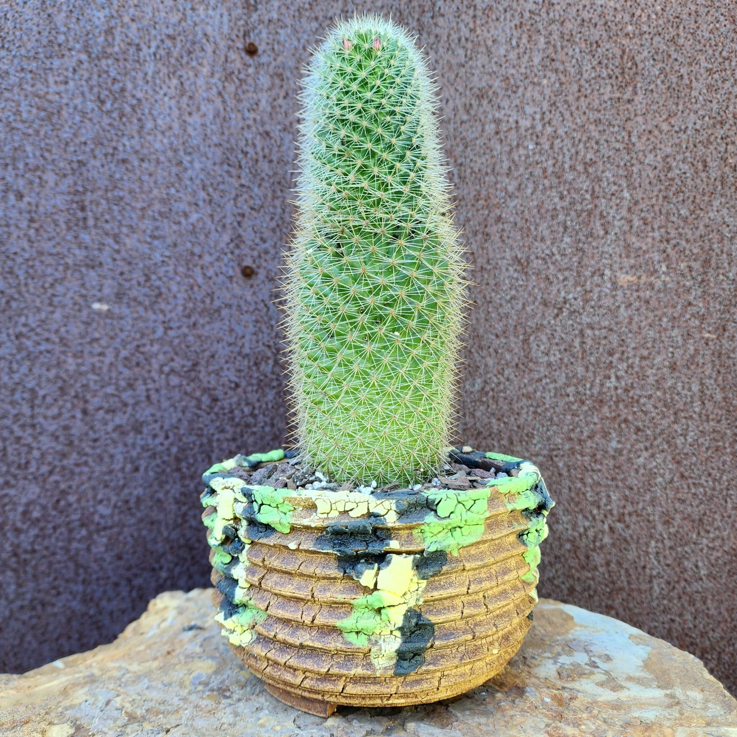 Mammillaria spinosissima - Cylindrical Pincushion Cactus