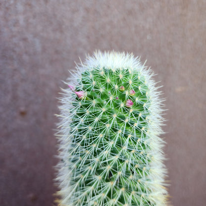 Mammillaria spinosissima - Cylindrical Pincushion Cactus