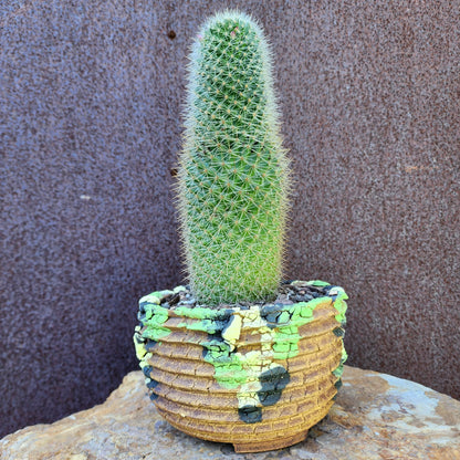 Mammillaria spinosissima - Cylindrical Pincushion Cactus