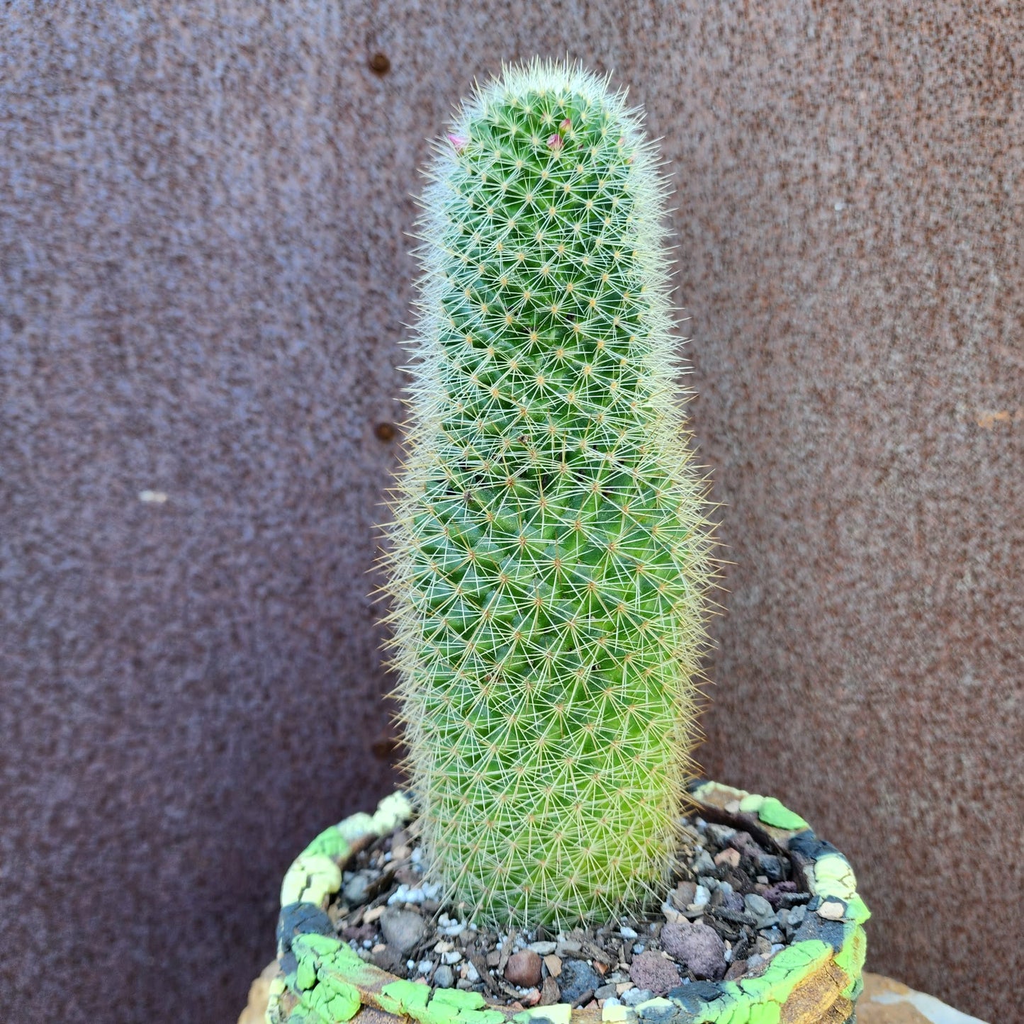 Mammillaria spinosissima - Cylindrical Pincushion Cactus