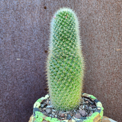 Mammillaria spinosissima - Cylindrical Pincushion Cactus