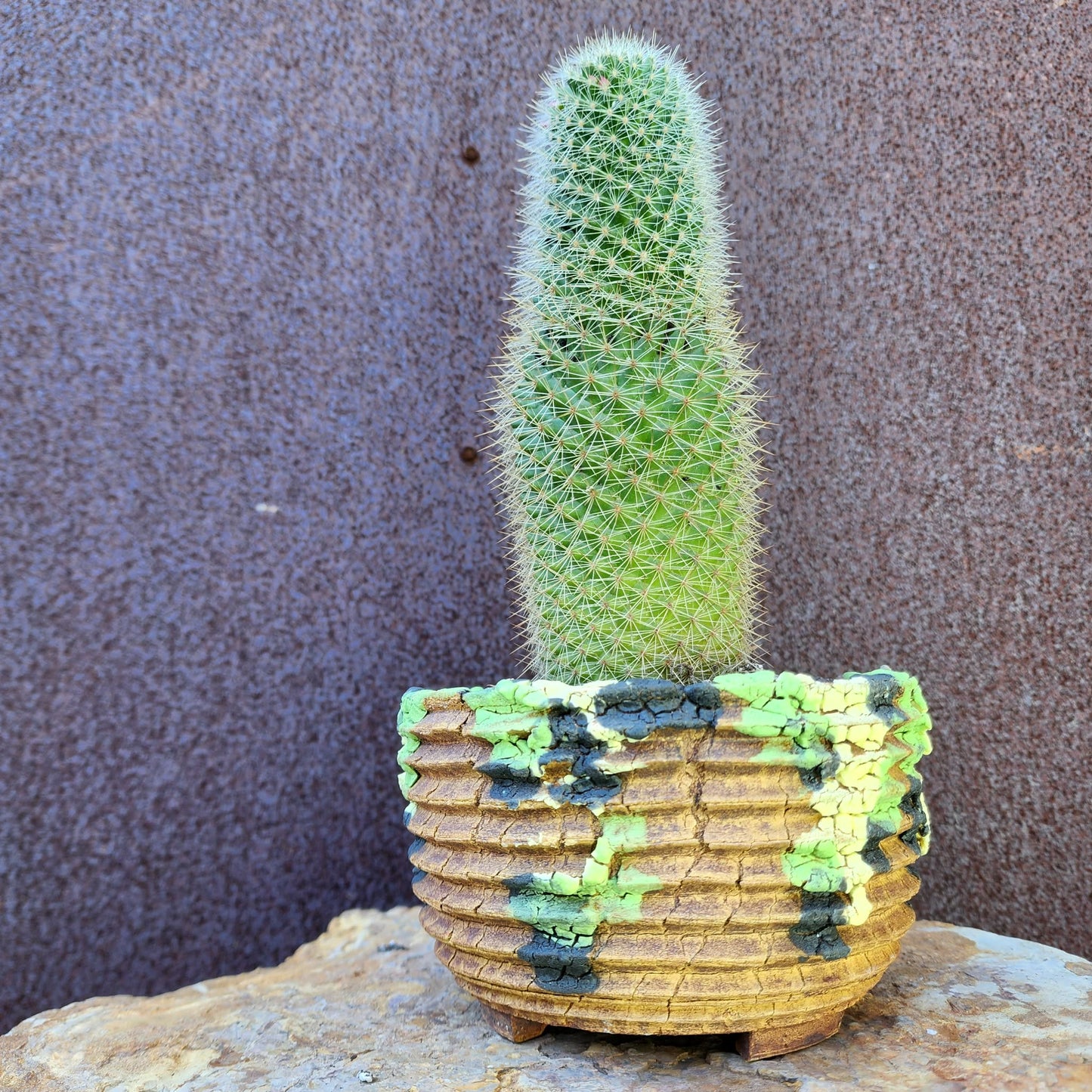 Mammillaria spinosissima - Cylindrical Pincushion Cactus