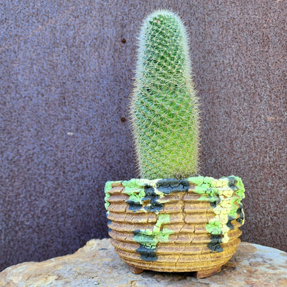 Mammillaria spinosissima - Cylindrical Pincushion Cactus