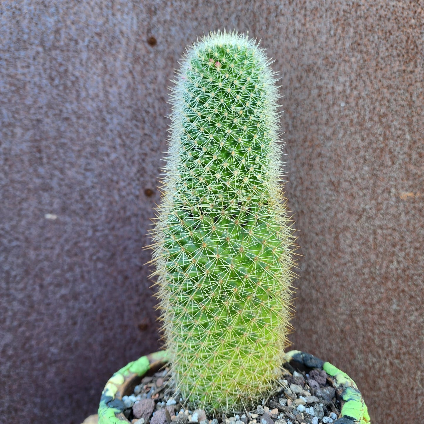 Mammillaria spinosissima - Cylindrical Pincushion Cactus