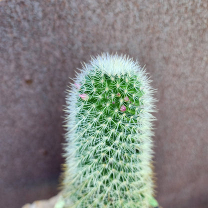 Mammillaria spinosissima - Cylindrical Pincushion Cactus