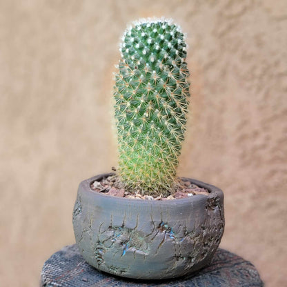 Mammillaria spinosissima - Red Headed Irishman