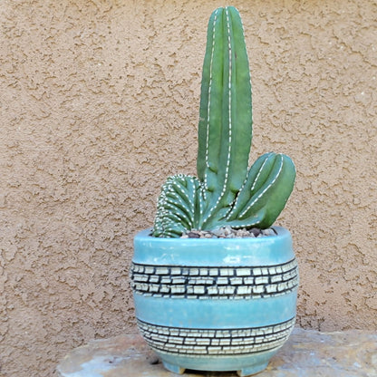 Marginatocereus marginatus f. cristata