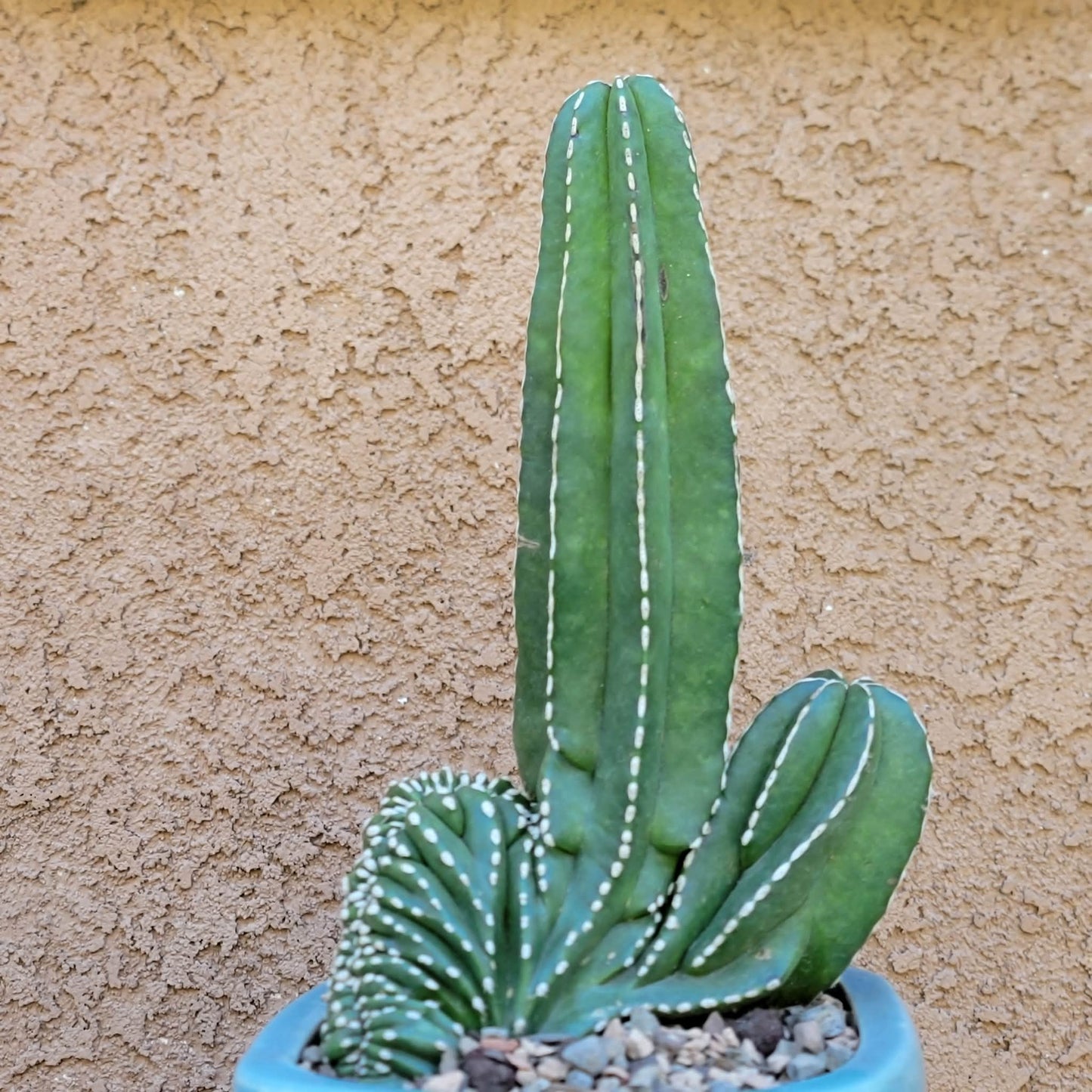 Marginatocereus marginatus f. cristata