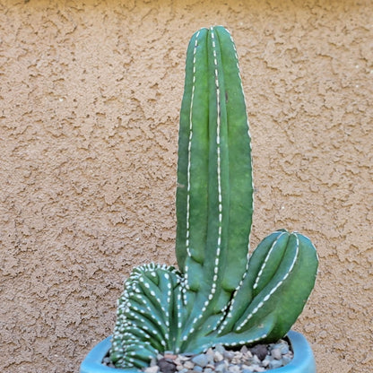 Marginatocereus marginatus f. cristata