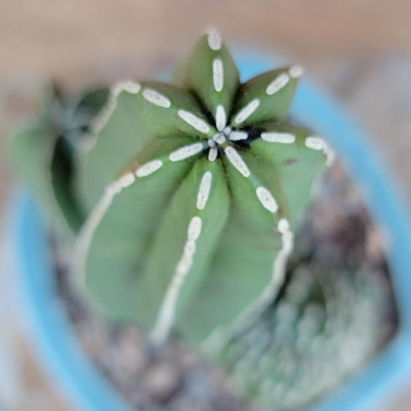 Marginatocereus marginatus f. cristata