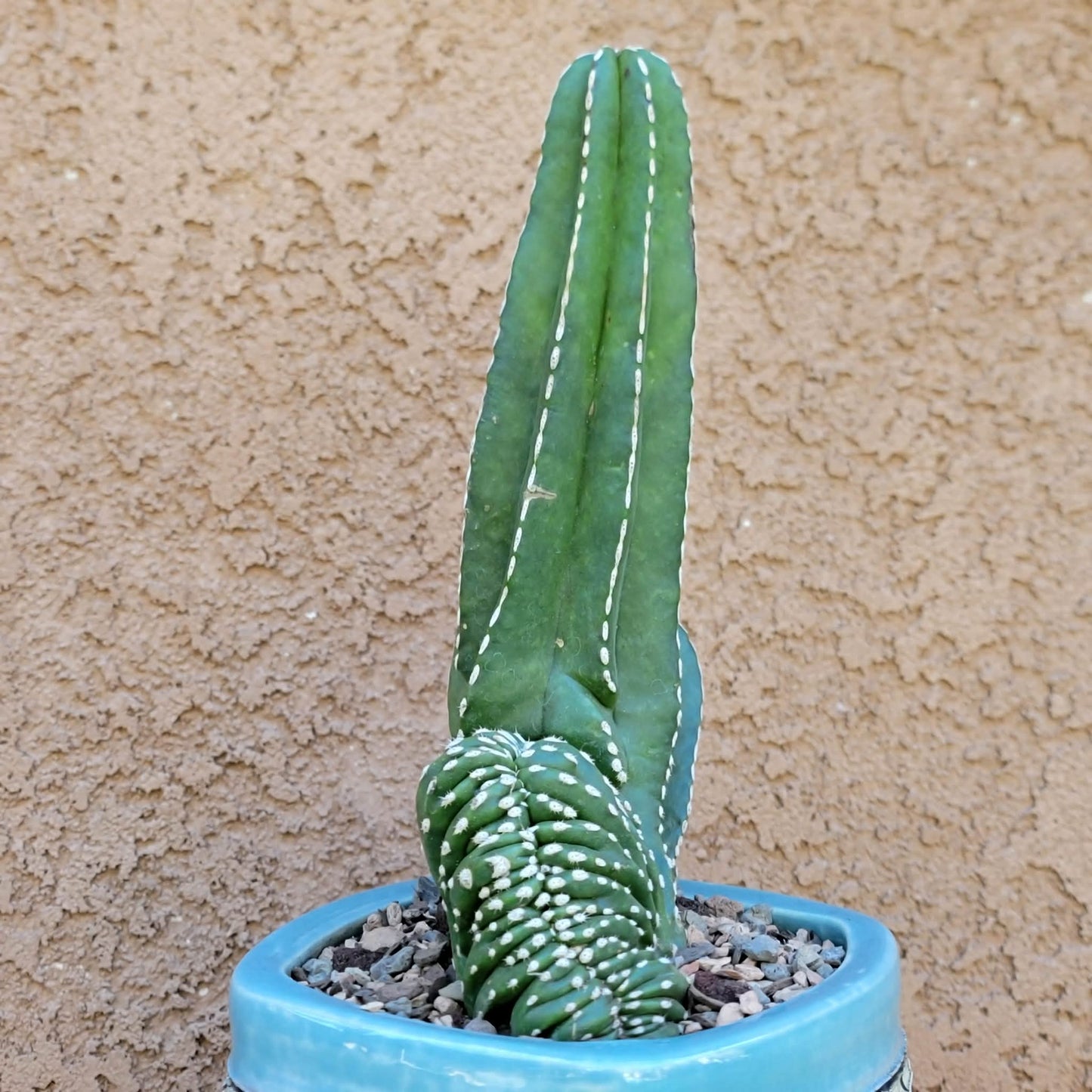 Marginatocereus marginatus f. cristata