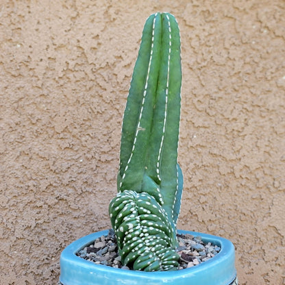 Marginatocereus marginatus f. cristata