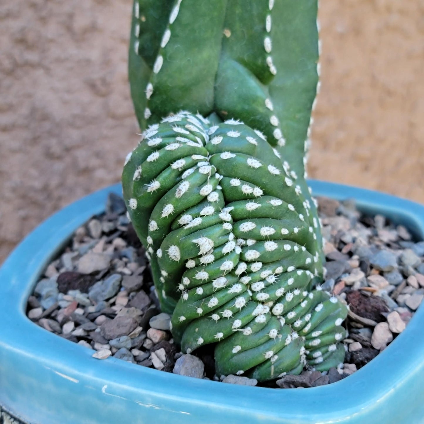 Marginatocereus marginatus f. cristata