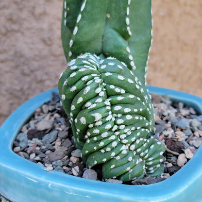 Marginatocereus marginatus f. cristata