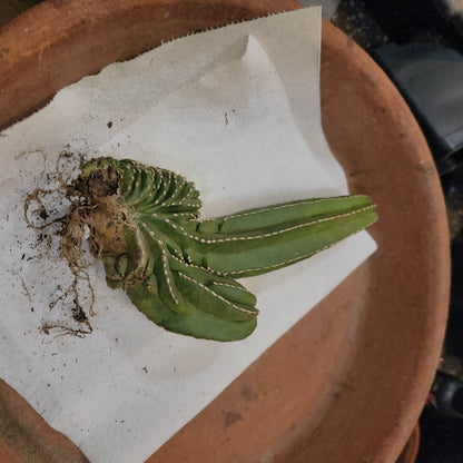 Marginatocereus marginatus f. cristata