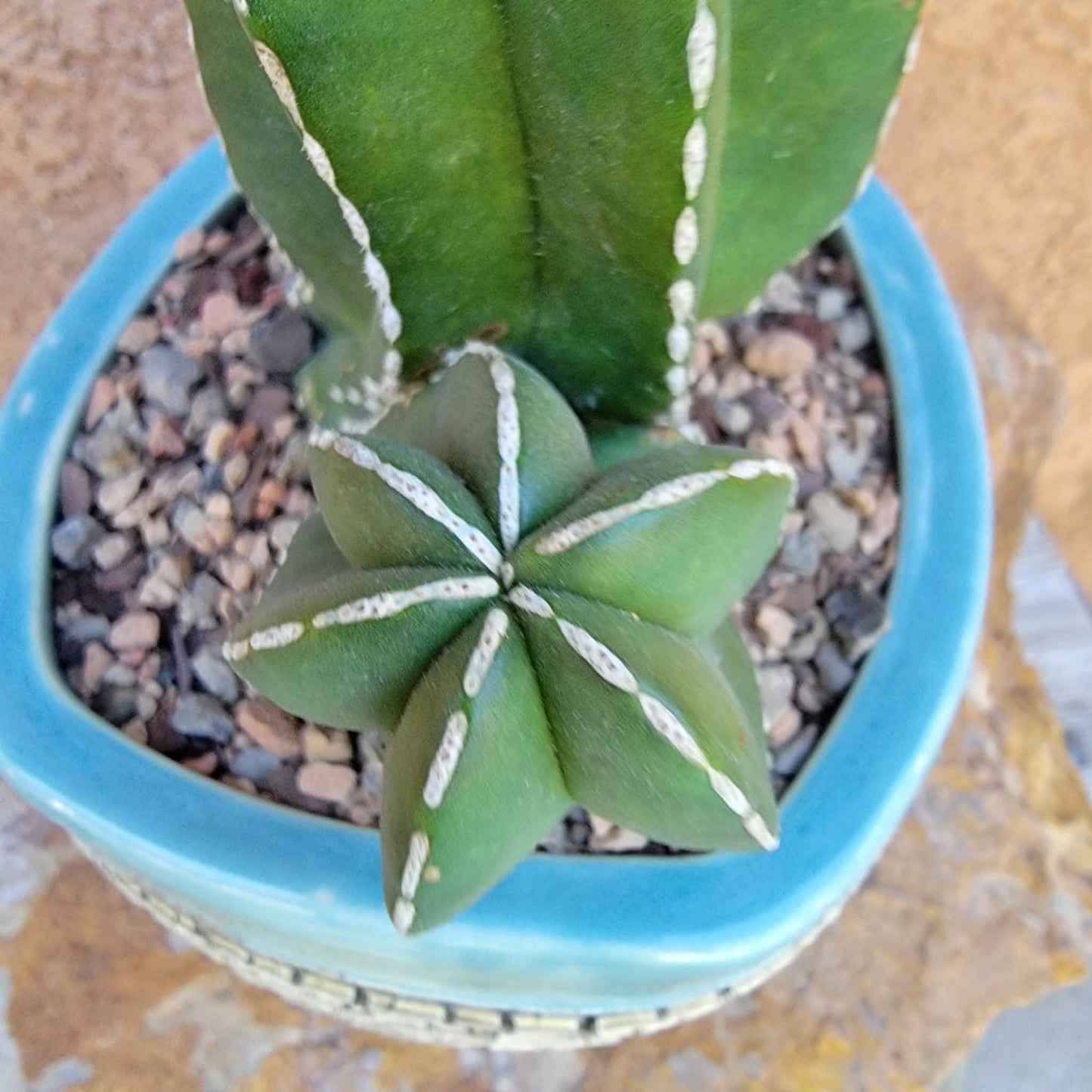 Marginatocereus marginatus f. cristata