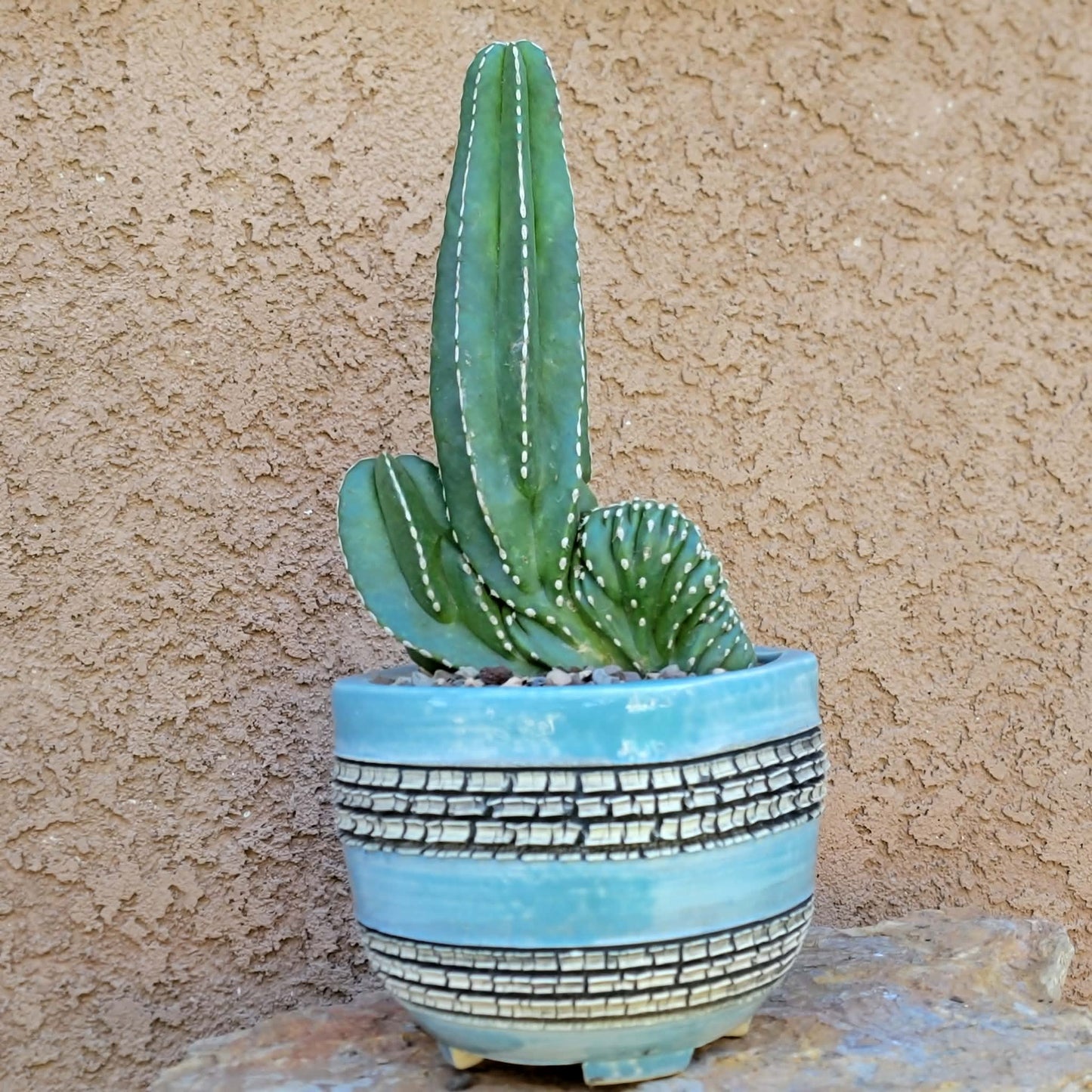 Marginatocereus marginatus f. cristata