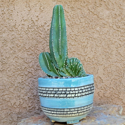 Marginatocereus marginatus f. cristata